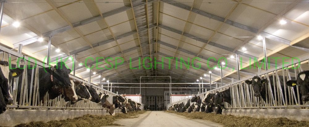 Optic Beam Angle Lens Forward Throw 40deg Narrow 90deg Wide 120W LED Lighting 3000K LED Osram LED Lamp Cattle Barn LED Industrial Light Lumen Efficiency 150lm/W