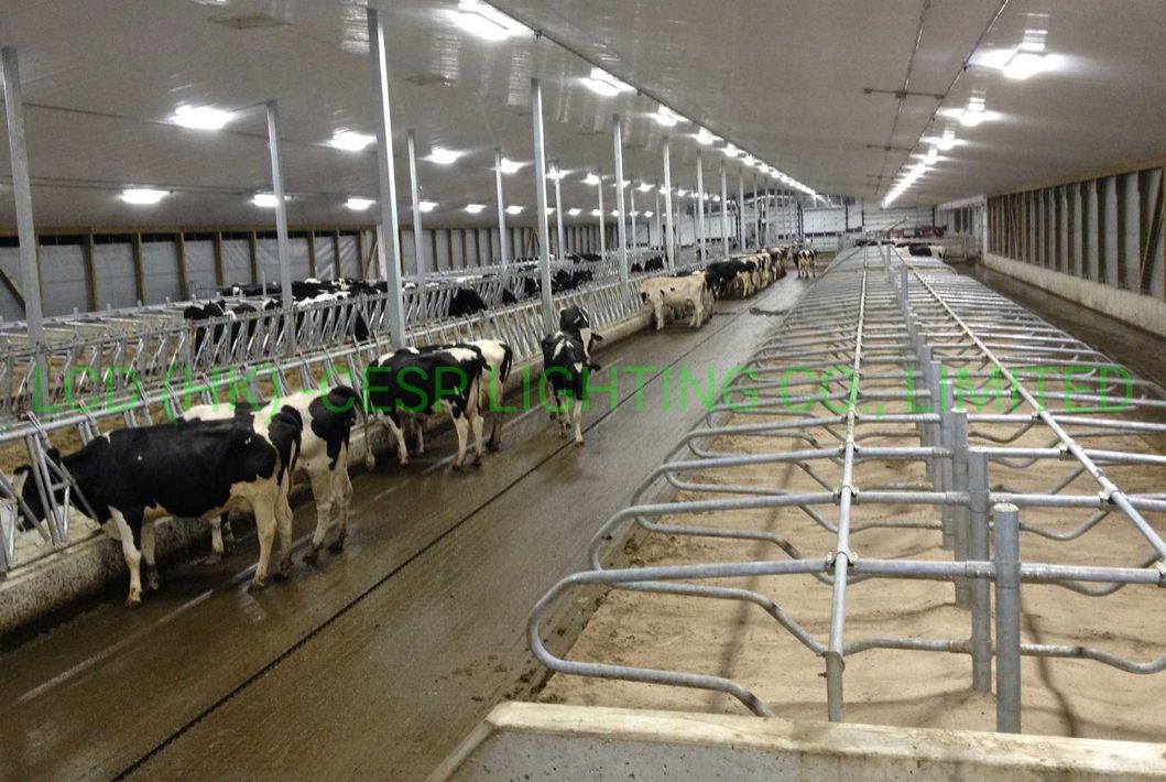 Optic Beam Angle Lens Forward Throw 40deg Narrow 90deg Wide 120W LED Lighting 3000K LED Osram LED Lamp Cattle Barn LED Industrial Light Lumen Efficiency 150lm/W